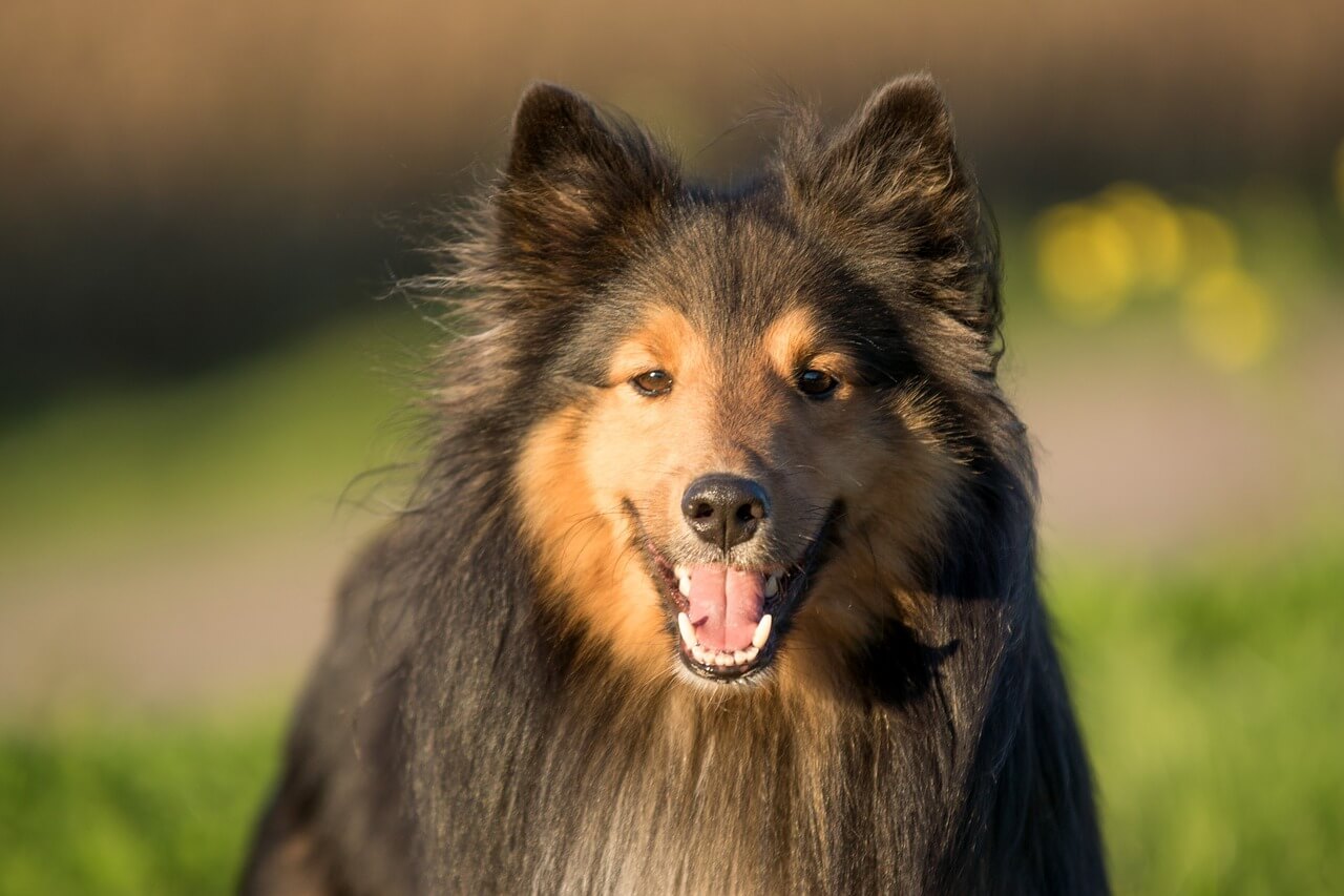 シェットランドシープドッグの子犬一覧 | ペットショップ 犬の家&猫の